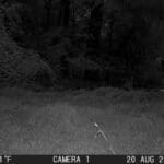 Trail Cam Photos