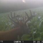 Trail Cam Photos