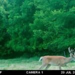 Whitetail buck eating ragweed.