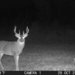 Trail Cam Photos