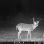 Trail Cam Photos