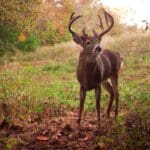 Pre rut deer hunting in illinois