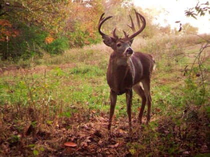 Mature Buck on a Scrape Line