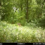 Giant Velvet Picture of a Pike County, IL Buck!