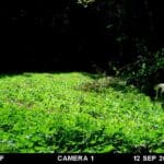 Trail Cam Photos