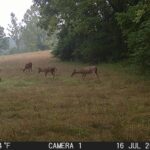 Mid-summer whitetails feeding on clover and rye food plot.