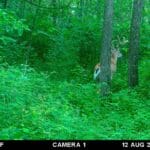 Trail Cam Photos