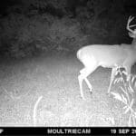 Deer trail cam picture pike county, illinois