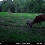 Giant whitetail feeds on a lush, freshly cut food plot