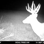 Trail Cam Photos