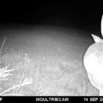 Trail Cam Photos