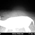 Non typical pike county, IL buck!