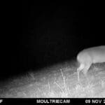 Two bucks fighting on trail camera.