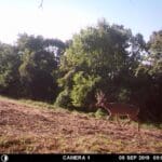 Whitetail Trail Cameras