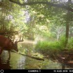 Pike county whitetail hunting