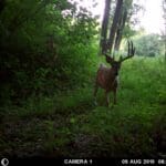 Giant Velvet Whitetail!