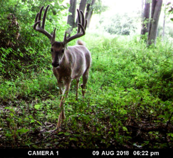 whitetail hunt giveaway picture of a nice buck