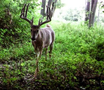 whitetail hunt giveaway picture of a nice buck