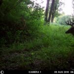 Nice typical ten point buck!