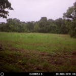 Velvet buck heading into one of our food plots.