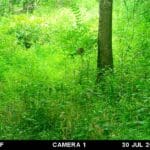 Trail Cam Photos