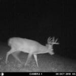 Mature buck on the move.