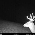 Nice buck on trail camera.