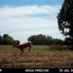 Nice buck on trail camera in July