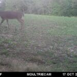 Nice buck moving during the middle of October!