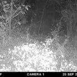 Trail Cam Photos