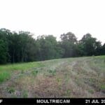 Nice velvet buck in food plot.