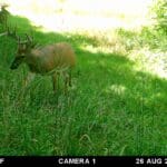 Trail Cam Photos