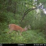 Split G2 Buck