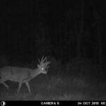 Non typical giant whitetail!
