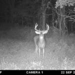 Trail Cam Photos