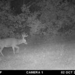 Trail Cam Photos