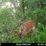 Giant buck on trail camera.