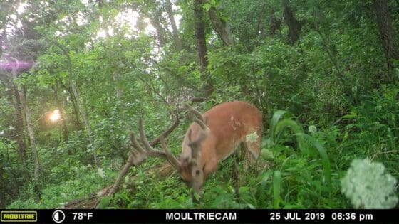 trail cam picture of velvet whitetail