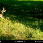 Trail Cam Photos