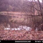 Mature buck getting a drink during the rut!