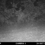 Trail Cam Photos