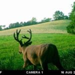 Trail Cam Photos