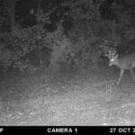 Trail Cam Photos