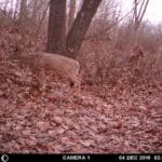 Massive ten point on the move in daylight!