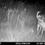 Wide buck at a waterhole.