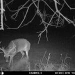 Giant buck on trail camera!