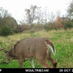 Young buck with a lot of potential!