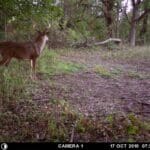 Mature buck checking a scrape in October.