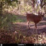 Mid October buck checking a scrape.