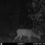 Mature whitetail on trail camera